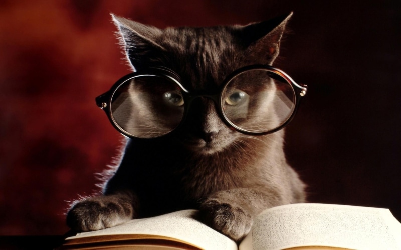 amazing, can, skyphoenixx1, picture, sweet, help, animals, kittens, pret, 1080P, nice, beautiful, fantastic