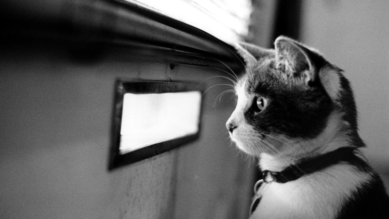 pret, amazing, animals, beautiful, nice, kittens, crimes, skyphoenixx1, watching, picture, sweet, 1080P, fantastic