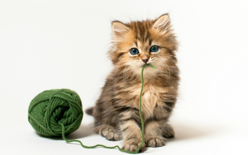 beautiful, picture, tasty, 1080P, kittens, amazing, fantastic, nice, sweet, skyphoenixx1, animals, wool