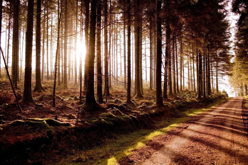 trees, magical, beautiful, woods, nice, sunset, amazing, miracle, miracle woods, road, 1080P, nature, pretty