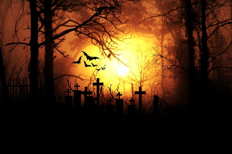 silhouette, forest, backgrounds, back light, bats, orange color, hour, dark, outdoors, tombstones, bare tree, tree trunk, darkness, back Lit, aesthetic