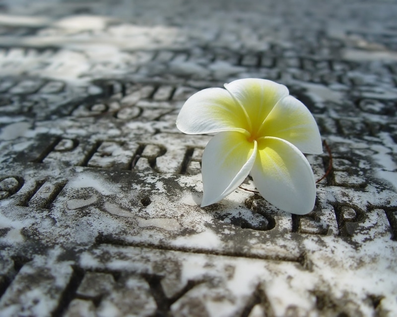 simple, flowers, tombstones, 720P