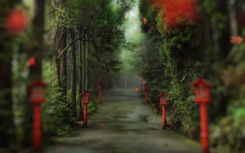 growth, path, religion, the way forward, day, tranquil scene, plant, fog, trees, tree, tombstone, forest, in a row, beauty in nature, leaves, cemetery