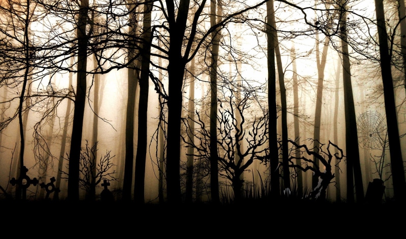 mystical, scenics - nature, graves, light, tranquil scene, lighting, gloomy, branch, fog, mood, bare tree, grave stones, crosses, land, forest, aesthetic