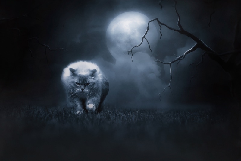 smoke, ragdoll, creepy, scary, the full moon, pose, evil, terrible, moonlight, photoshop, scary as much horror, walk, sneaks, night, nature, grass, branches