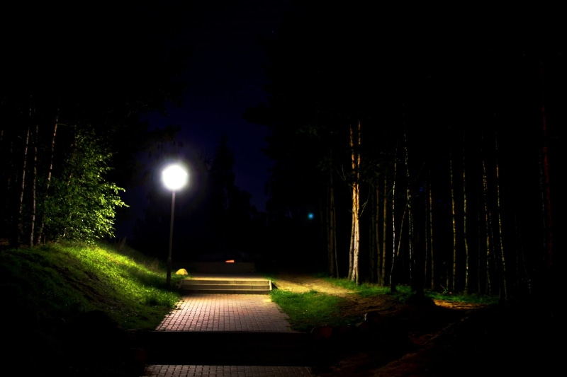 vampire, land, nighttime, tree, street light, outdoors, pathway lighting, direction, park, illuminated, dark, bat, forest, the way forward, darkness, nature