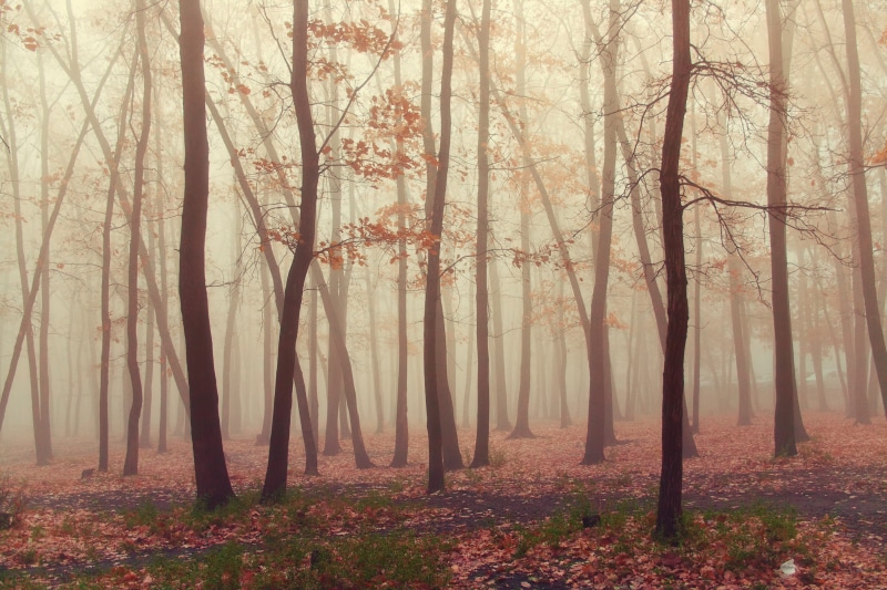dark, ground, wet, non-urban scene, fantasy, mood, misty, woodland, weather, tranquil scene, fog, morning, landscape, trunk, change, plant, silenthill