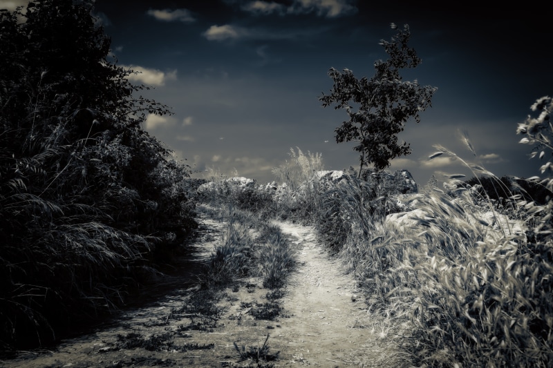5K, land, footpath, away, growth, beauty in nature, light, trail, moonlight, shadow, bushes, no people, rest, grass, tranquility, outdoors, landscape