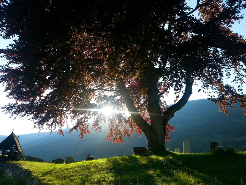 church, loss, grief, lens flare, religion, nature, sunset, peace, headstone, red, 2K, growth, landscape, tree, day, sky, leaves, tree trunk, tomb, beauty in nature