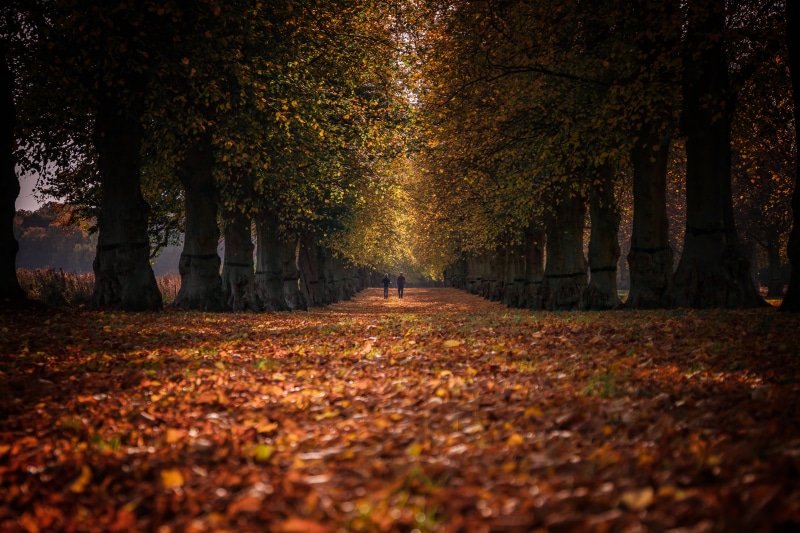 yellow, falling, nature, footpath, leaves, clumber  park, orange Color, woodland, colour, trees, samsung, autumn  fall, sunset, outdoors, leaf, jones, focus