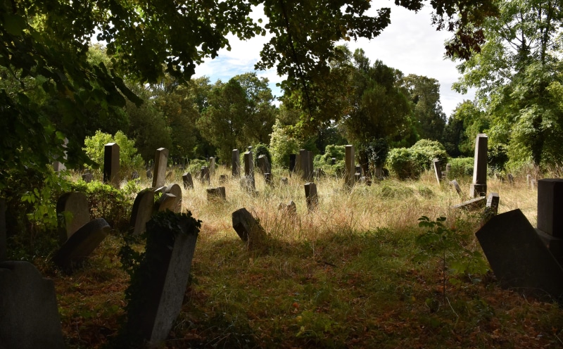mourning, land, woods, dark, enchanting, atmospheric, ghostly, leave, architecture, outdoors, tree, nature, jewish cemetery, history, growth, wild, day