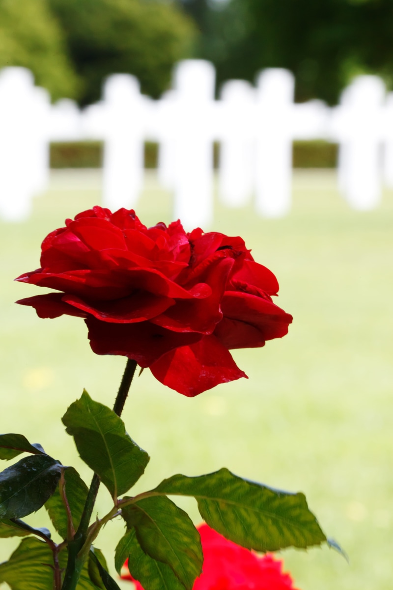 flowering plant, America, no People, Cross, plant, Cemetery, peace, bloom, summer, war, vulnerability, focus on foreground, green Color, rose - Flower