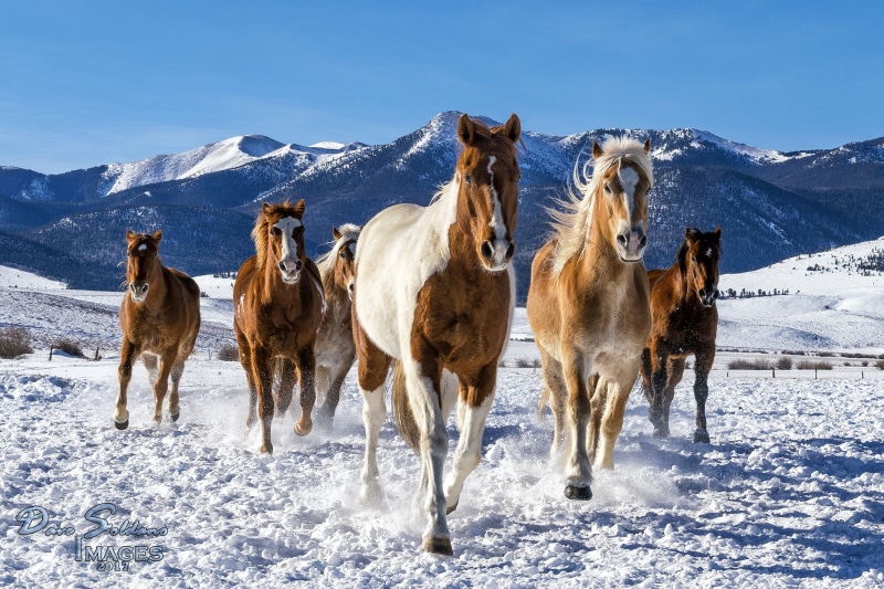 trotting, sun, travel, snow, white horse, 2K, Westcliffe, Horses, brown, winter, white, Colorado, six, detail, sky  blue, horse, daytime, mane, mountains