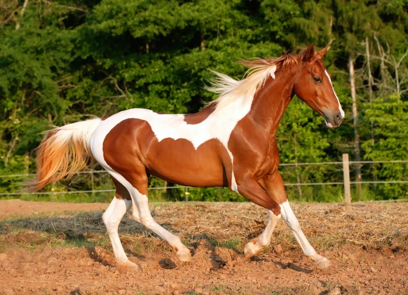 field, side view, full length, sport, one animal, plant, mane, vertebrate, trees, outdoors, domestic Animals, day, pets, animal themes, 1080P, meadow