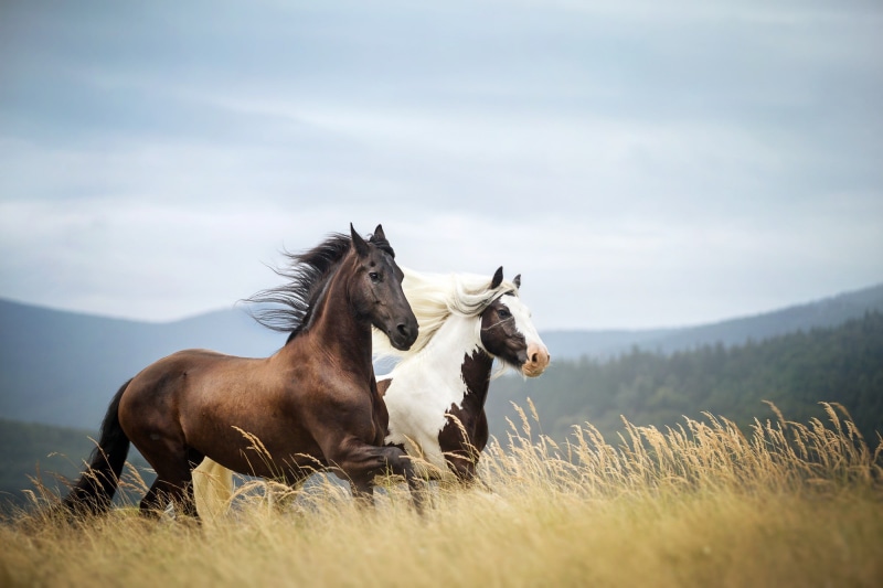 clouds, trees, 1080P, grass, mountains, field, horse, brown, stems, horses, white, wind