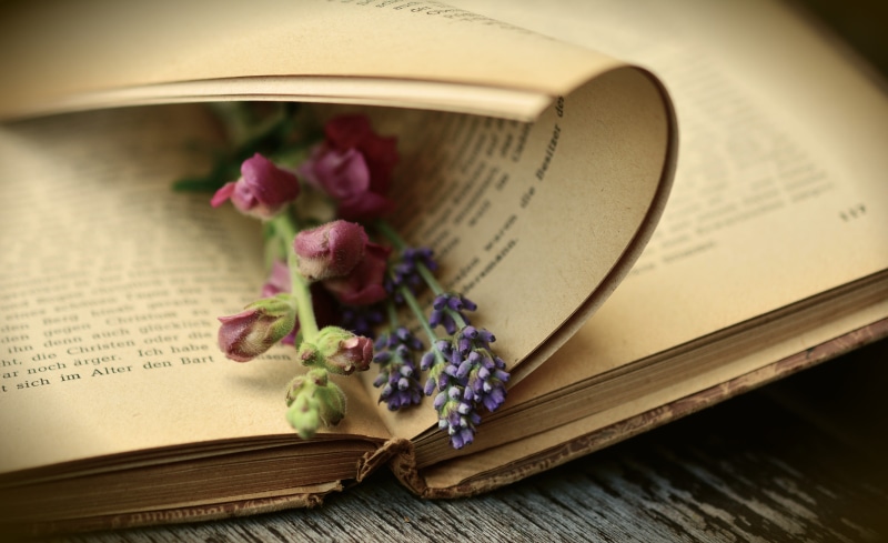 5K, nature, purple, pink, close-up, open, personal accessory, old book, petaled, paper, pitched, used, antiquarian, page, antique, romantic, book pages