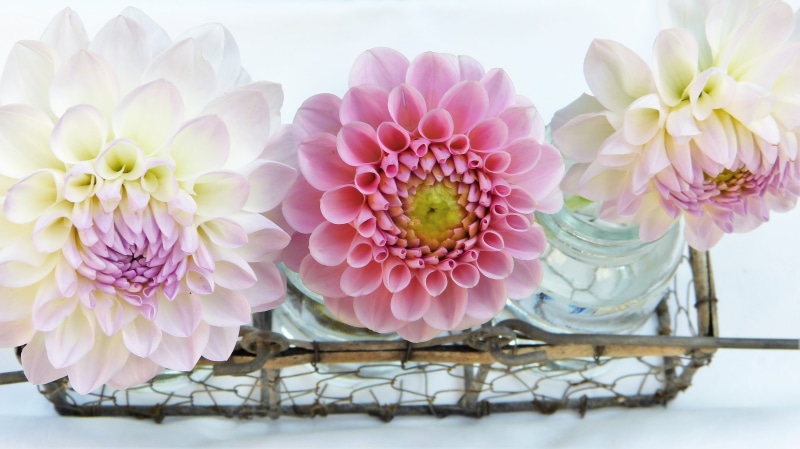 mothers day, greeting card, pink color, flower head, white, garden dahlia, dahlia, bunch of flowers, peony, vulnerability, plant, bouquet of flowers, flower arrangement