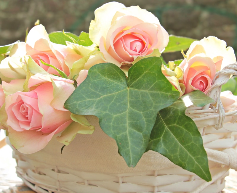 vulnerability, postcard, birthday card, beautiful, petal, backgrounds, basket, roses, freshness, beauty, thank you, close-up, no people, inflorescence