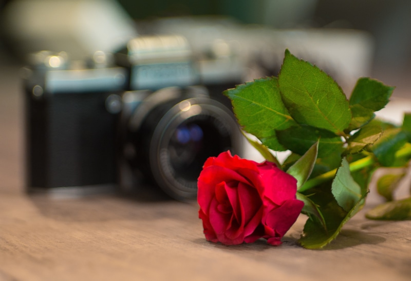 holiday, freshness, flower head, bouquet, old-fashioned, rose - flower, camera, indoors, DSLR camera, analog, blossom, selective, leaf, top, vintage, no people