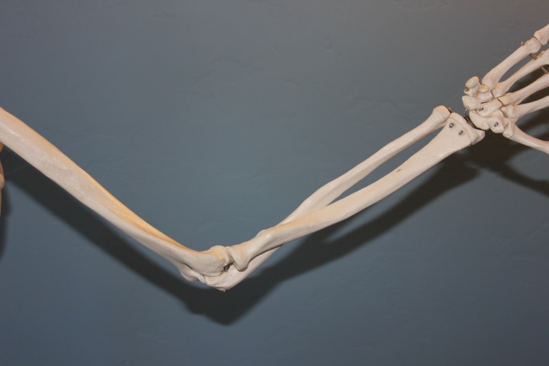 2K, anatomy, skeleton, hand, joint, arthritis, human leg, indoors, close-up, shadow, human hand, studio shot, low section, high angle view, elbow, human body part