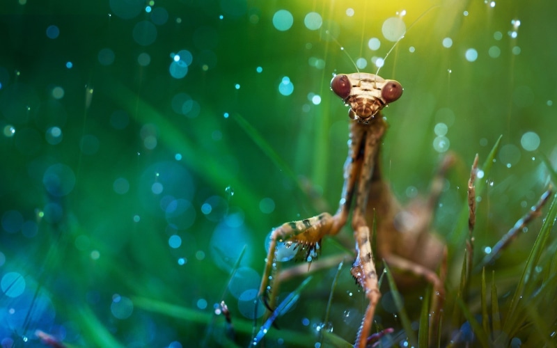Praying Mantis, 1080P