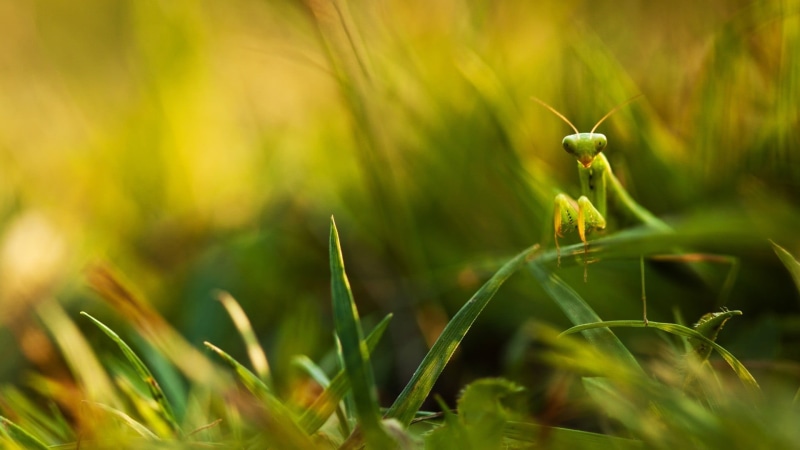 macro, mantis, beauty in nature, grass, closeup, landscape, growth, selective focus, vegetable, insect, Praying Mantis, 1080P, plant, detailed, field