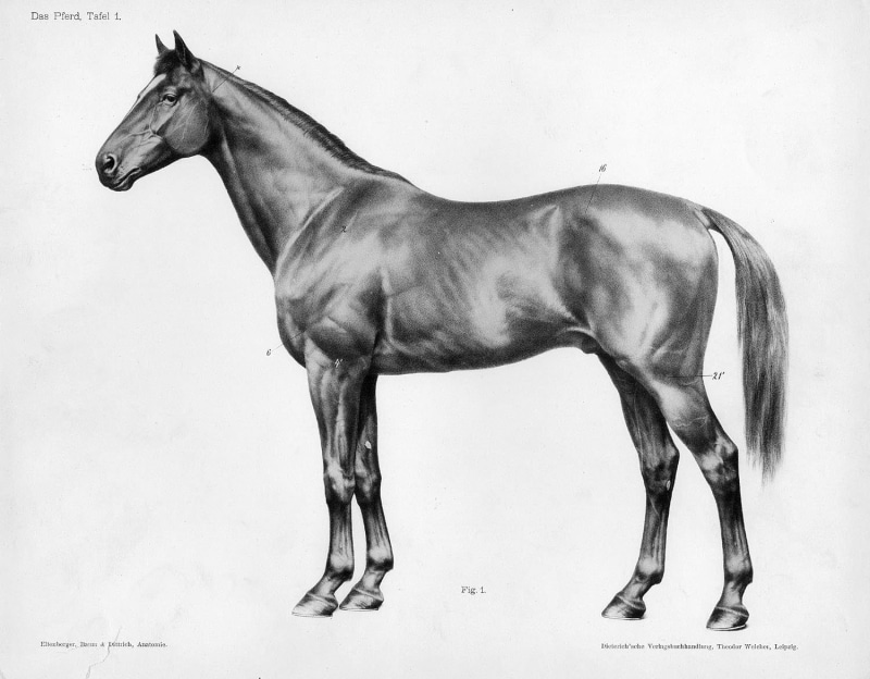 no people, mammal, animals, pets, one animal, side view, livestock, illustration, indoors, domestic, standing, domestic animals, horse, white background