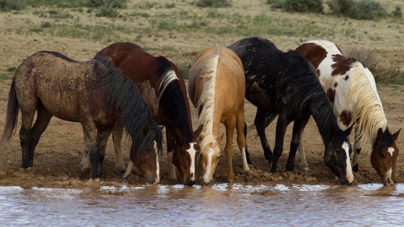 day, animal, herd, horse, outdoors, herbivorous, field, animals, 2K, animal wildlife, mammal, animal themes, landscape, animals in the wild, horses, five