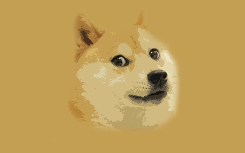 portrait, animal head, canine, animal body part, studio shot, vertebrate, looking at camera, yellow, domestic, animal themes, mammal, 1080P, Doge, Shiba Inu