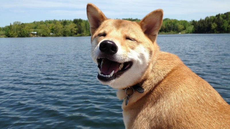 shiba inu, funny, dog, smile, 1080P