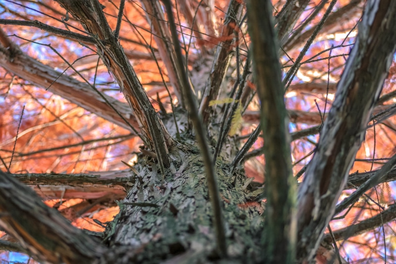 low angle view, forest, beauty in nature, day, coniferous tree, nature, focus on foreground, land, close-up, tree, tranquility, selective focus, limb, leaves