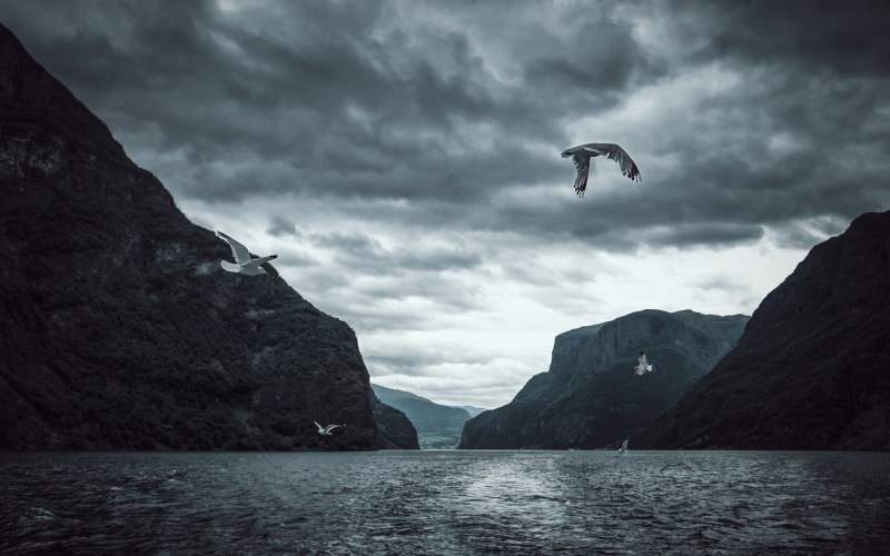 mountain, waterfront, beauty in nature, outdoors, animal, lake 4k high resolution mac, seagull, tranquil scene, nature, vertebrate, sky, sea