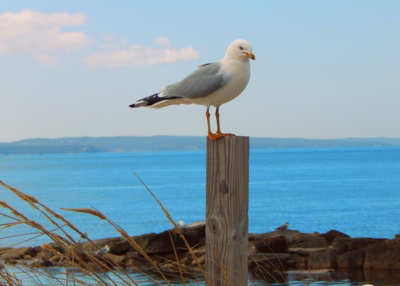 water, sky, perching, post, 1080P, animal, bird, nature, seagulls, animal wildlife, vertebrate, one animal, wooden post, wood - material, animals, horizon over water
