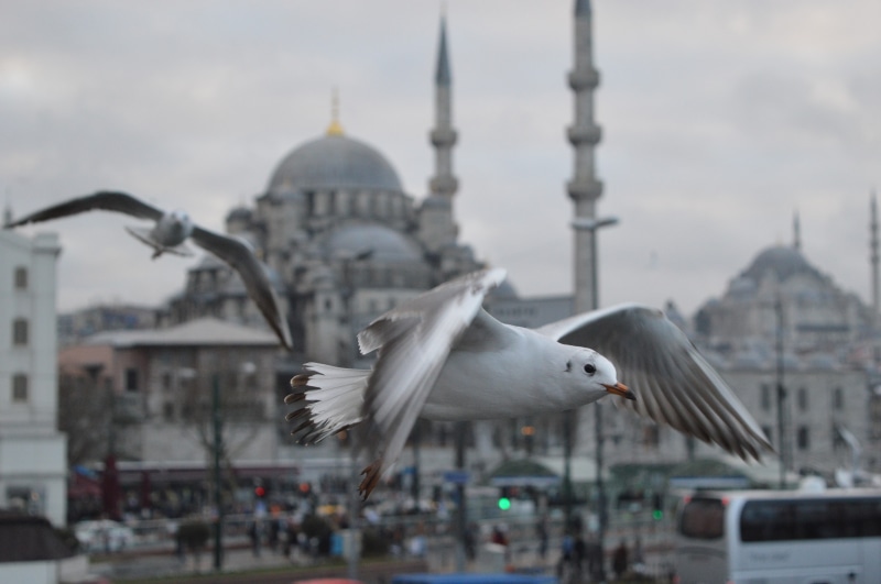 nature, sky, building, building exterior, religion, focus on foreground, animal, outdoors, birds, animals in the wild, Turkey, built structure, flying