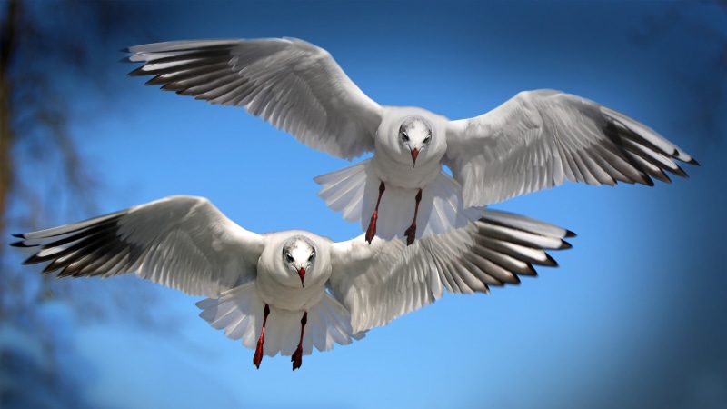 4K, one animal, animal wing, no people, seabirds, blue, seagull, animals in the wild, low angle view, mid-air, white color, nature, animal themes, bird