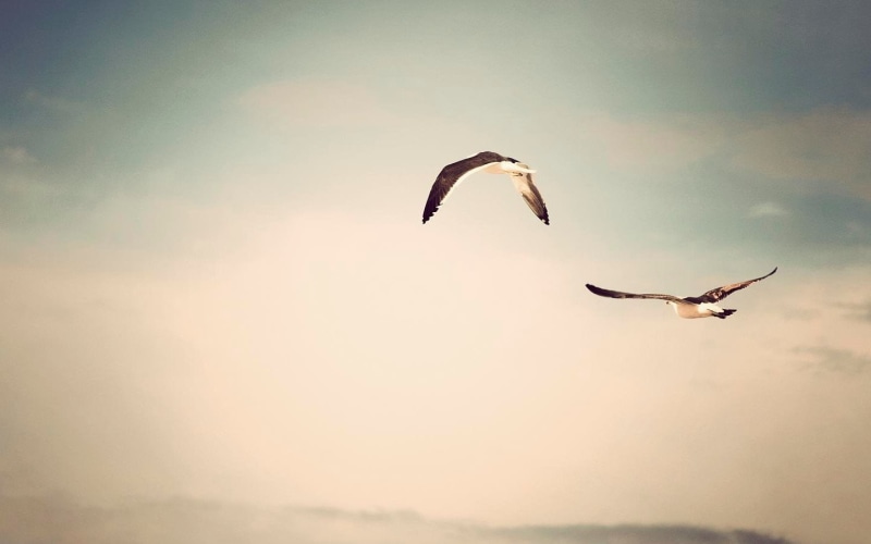 summer, motion, day, sunset, no people, bird, birds, two, white, blue, 720P, seagulls, mid-air, animals, animals In The Wild, sea, flying, sea Bird, animal Wing