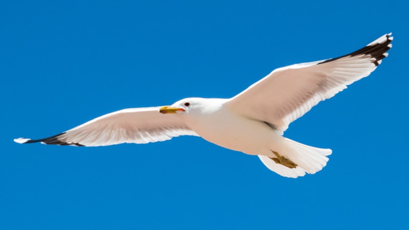 1080P, blue, seagull, animals in the wild, directly below, animal wildlife, no people, flying, motion, animal themes, sky, animal body part, spread wings