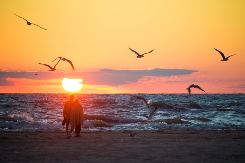 sea  gulls, sunrise - Dawn, flying, beach, sunlight, sun, vacations, sunset, water, seagull, back Lit, lake  michigan, formation, nature, sea, Moments