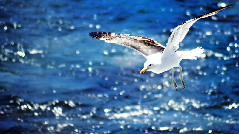 nature, bird, focus on foreground, animal, mid-air, birds, vertebrate, no people, animals, 1080P, one animal, outdoors, animal themes, animals in the wild
