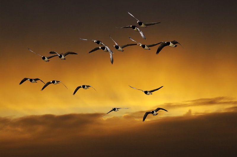 Formation, background, nature, wildlife, Elbe, bird, Himmel, Wischhafen, Seagull, animal, bei, flock, Niederwürzbach, sunset, 480P, flying, sky
