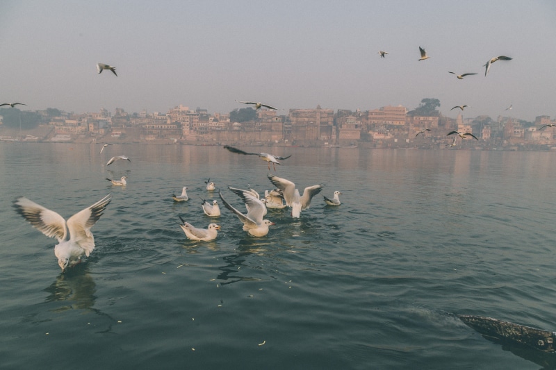 bird, nature, birds, ganges, water, large group of animals, india, animal themes, lake, varanasi, animals in the wild, seagull, flock of birds, animal wildlife