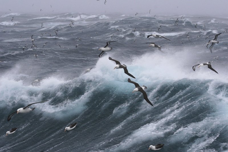 beach, temporal, water, large, storm, seagull, albatross, bad weather, 4K, coastline, nature, blue, windy, wave, sea, winter, wildlife, white, weather