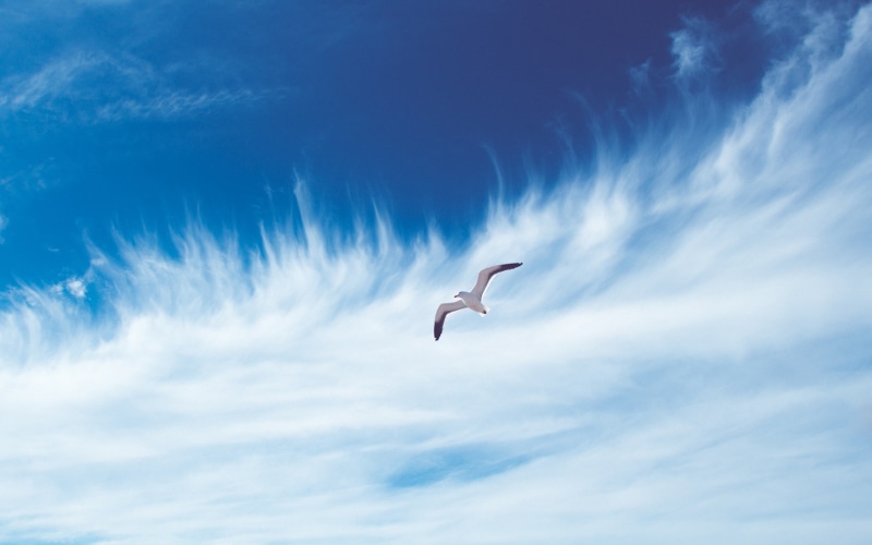 flying, clouds, sky, 2K, black, white, seagull, bird, cloud