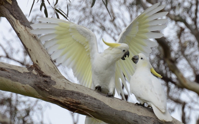group of animals, perching, outdoors, branch, white color, two animals, plant, parrot, bird, tree, vertebrate, focus on foreground, animal wildlife, nature