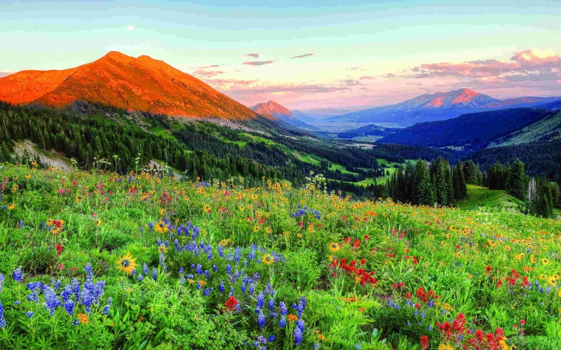 2K, hd, crested, butte, landscape, colorado, desktop, spring, flowers, wild