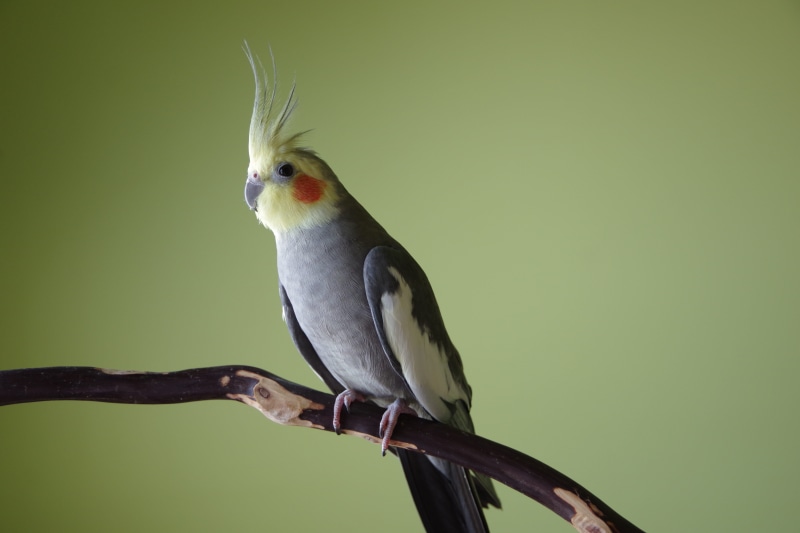 parrot, animal, close-up, one animal, nature, tree, animal themes, perching, 5K, branch, copy space, perch, crest, focus on foreground, green color, parakeet