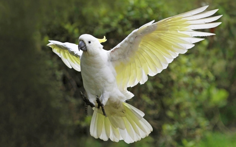 Cockatoo, Parrot, Bokeh, Sulphur-crested Cockatoo, Birds, Wings, Flight, 1080P, Bird