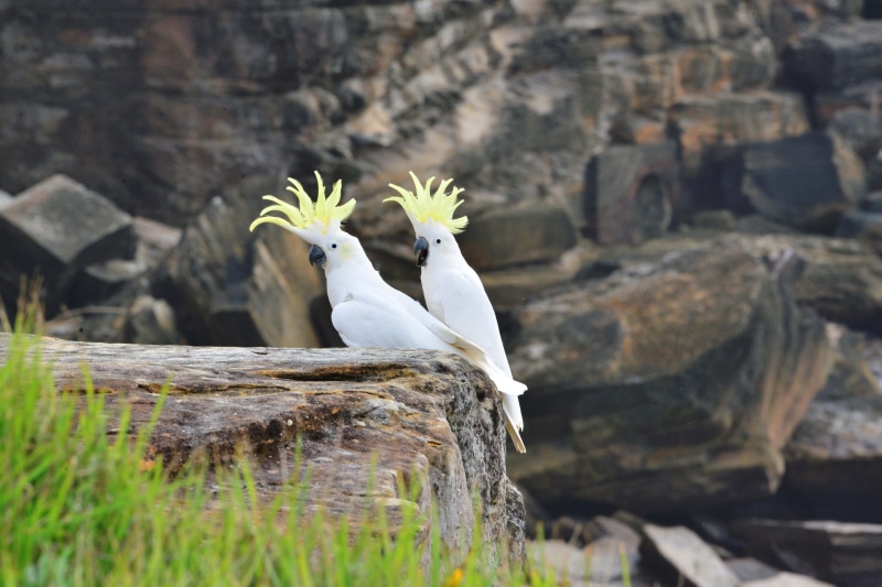 4K, plant, animal, avian, nature, wings, water, white color, cockatoos, wild, architecture, majestic, bird, rock - object, beak, outdoor, wilderness, dom