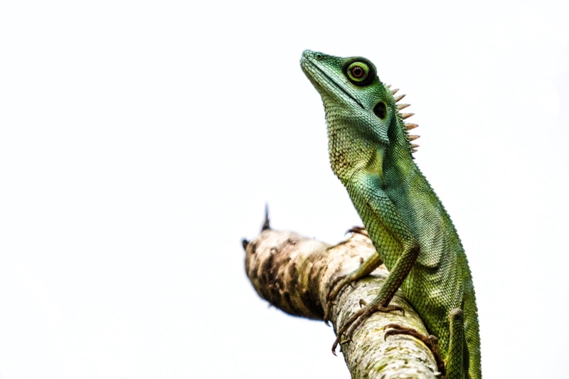 animal, green iguana, iguana, tree  Lizard, nature, tree, wildlife, Singapore, vertebrate, green, botanic garden, reptile, chameleon, branch, crested, Green Crested Lizard