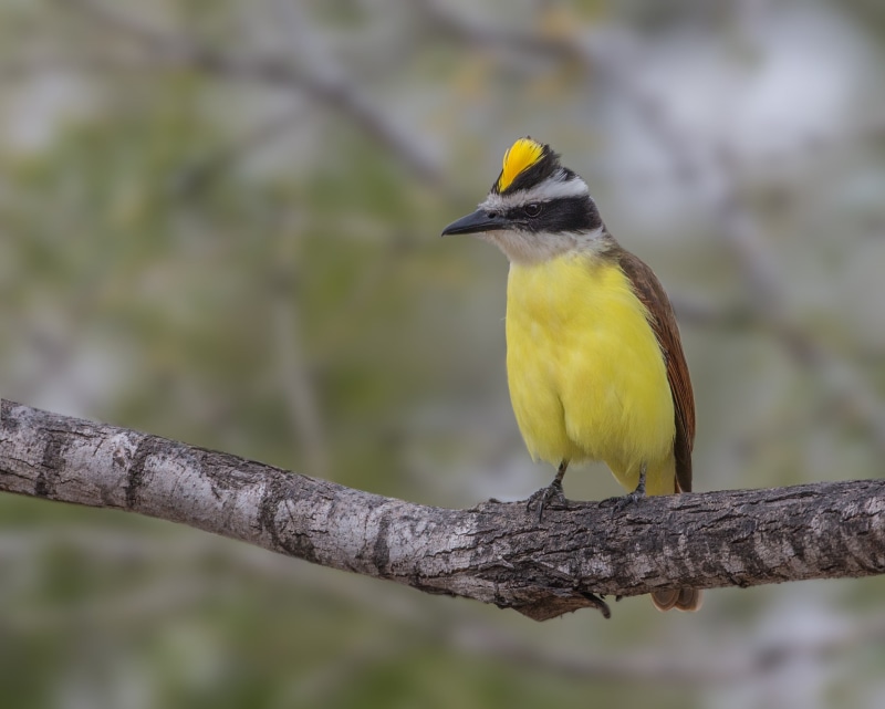 bird Watching, Lens, kiskadee, branch, Great Kiskadee, brown bird, great, Courtship Display, animals In The Wild, Ranch, wildlife, daytime, Javelina, Refuge  Texas